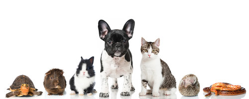 assurance animaux domestiques
